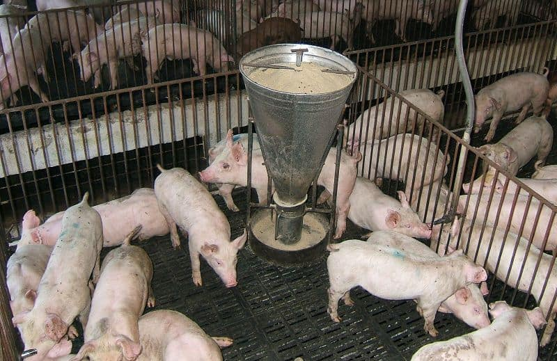 Cám Gạo Trong Chăn Nuôi: Từ Phụ Phẩm Xay Xát Đến Nguyên Liệu Chiến Lược