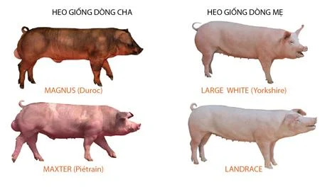 Di Truyền Giống Lợn: Chìa Khóa Nâng Cao Năng Suất Trang Trại