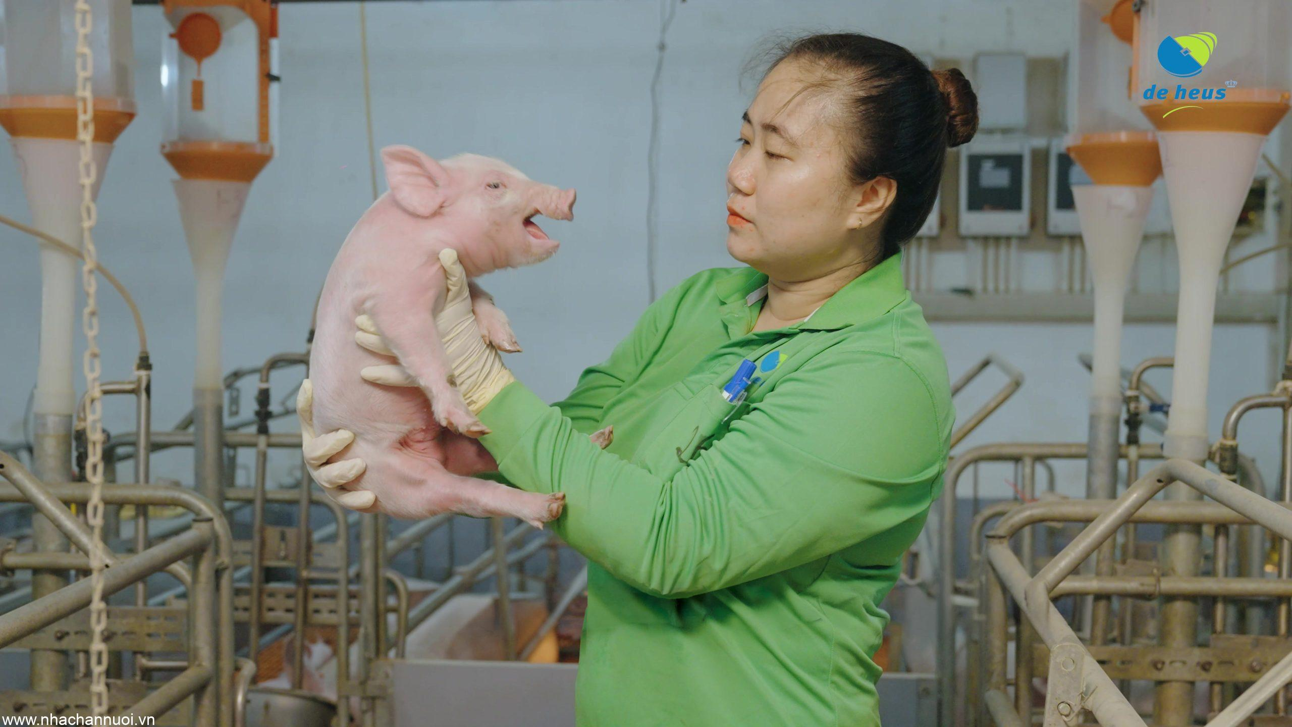 Phòng Bệnh Dịch Trong Chăn Nuôi Lợn: Bảo Vệ Tài Sản