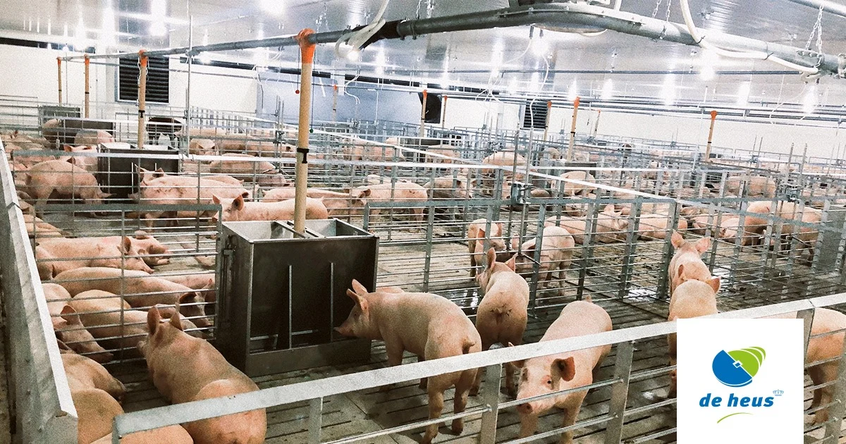 Mô Hình Nuôi Lợn Thuê (Contract Farming): Xu Hướng Tất Yếu Của Chăn Nuôi Hiện Đại
