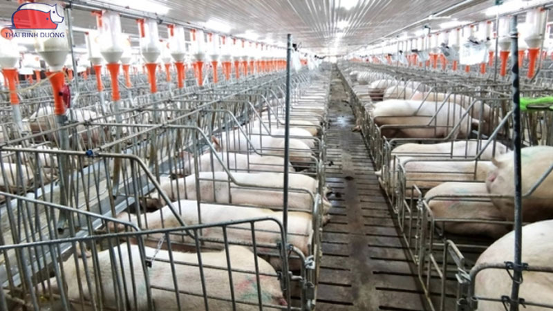 Mô Hình Nuôi Lợn Thuê (Contract Farming): Xu Hướng Tất Yếu Của Chăn Nuôi Hiện Đại